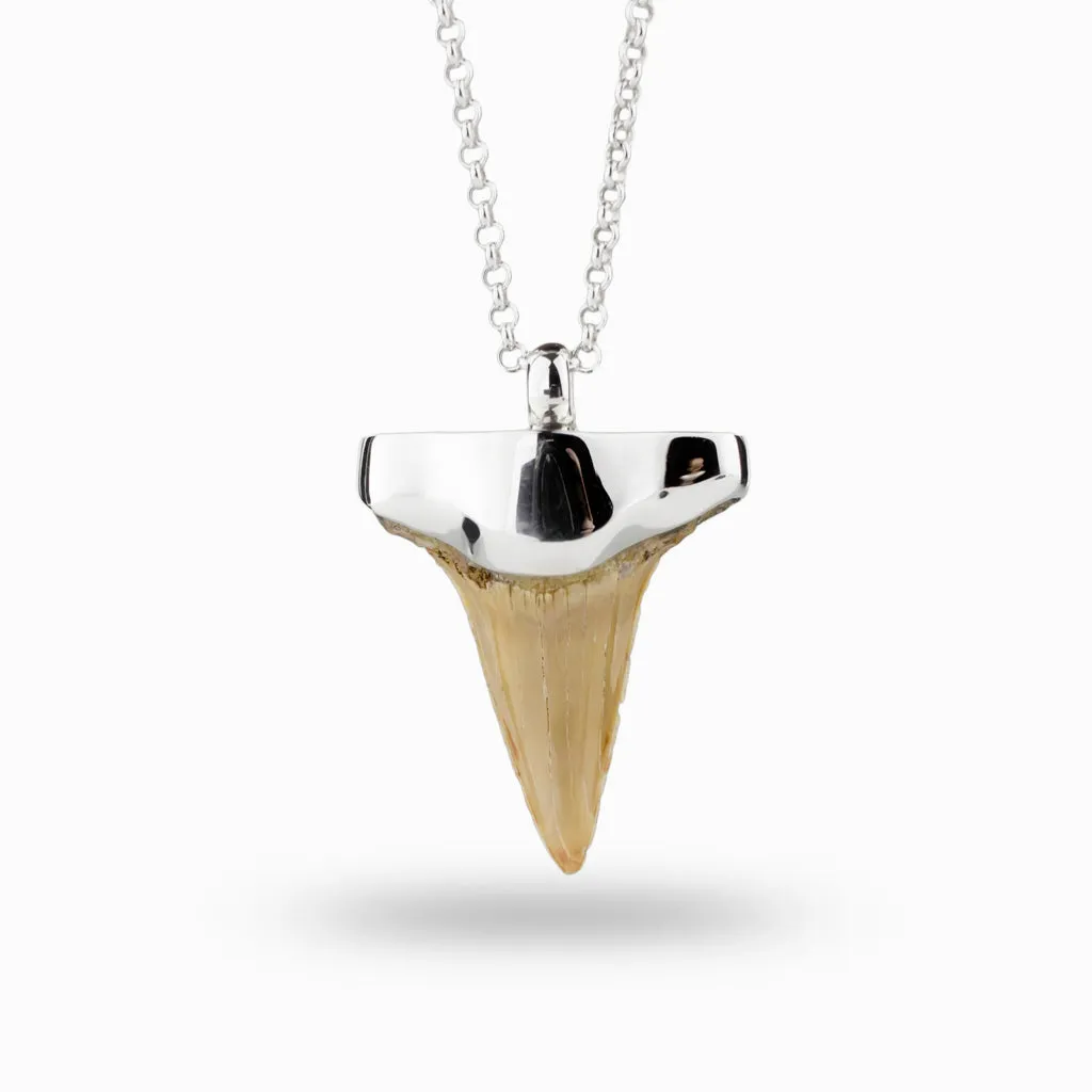 Shark's Tooth Fossil Necklace